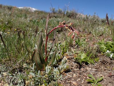 Rumex paucifolius, photographed by Martin Purdy