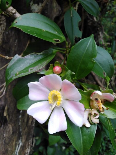 Blakea gracilis, photographed by Jake Rehage