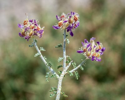 Psorothamnus polydenius, photographed by Dominic Gentilcore