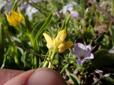 Ranunculus alismifolius, photographed by Martin Purdy