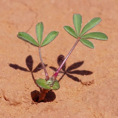 Lupinus flavoculatus, photographed by Dominic Gentilcore