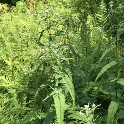 Eupatorium sessilifolium, photographed by Summit Metro Parks