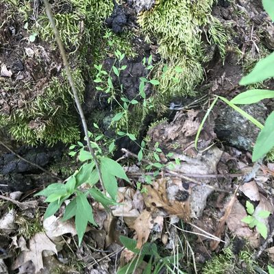 Paronychia canadensis, photographed by Summit Metro Parks