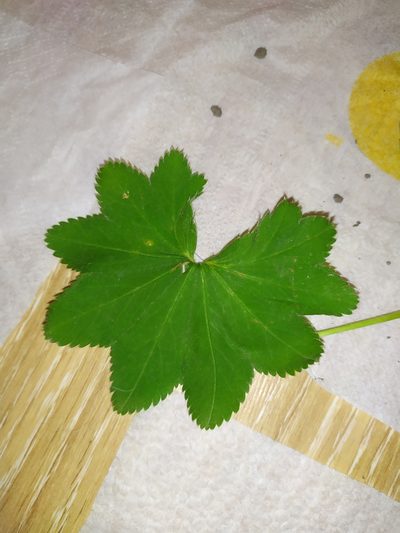 Alchemilla tichomirovii, photographed by Ruslan Sadykov