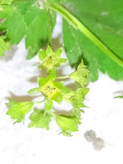 Alchemilla tichomirovii, photographed by Ruslan Sadykov