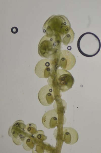 Frullania californica, photographed by Randal