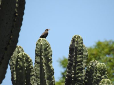 Neoraimondia herzogiana, photographed by Naturalist Tours