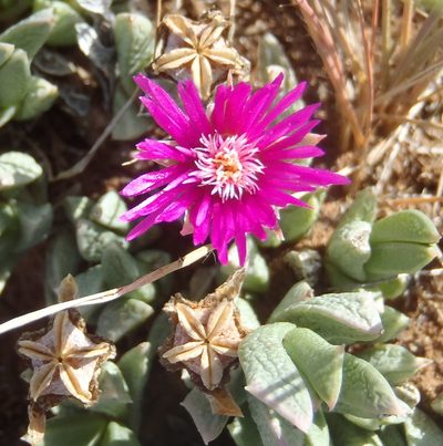 Ruschia pulvinaris, photographed by Nicola van Berkel