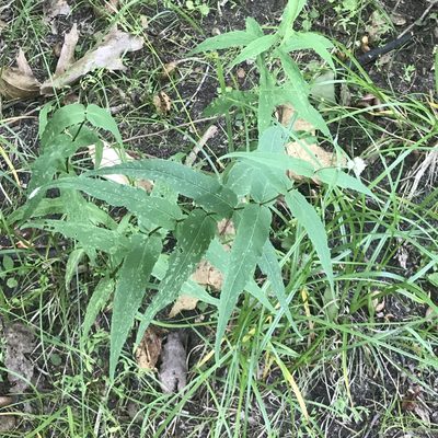 Eupatorium sessilifolium, photographed by Summit Metro Parks