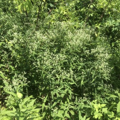 Eupatorium sessilifolium, photographed by Summit Metro Parks