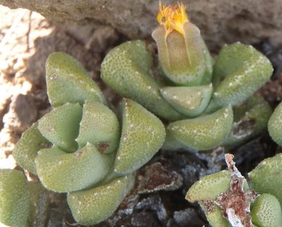 Stomatium bolusiae, photographed by Nicola van Berkel