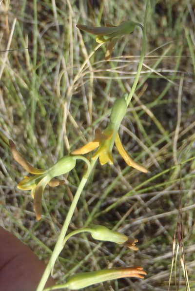 Dipcadi ciliare, photographed by Nicola van Berkel