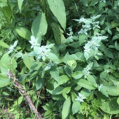 Pycnanthemum incanum, photographed by Summit Metro Parks