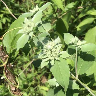 Pycnanthemum incanum, photographed by Summit Metro Parks