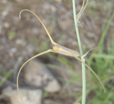 Dipcadi viride, photographed by Nicola van Berkel