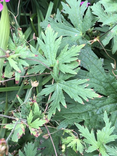 Geranium psilostemon, photographed by Anthony O'Leary