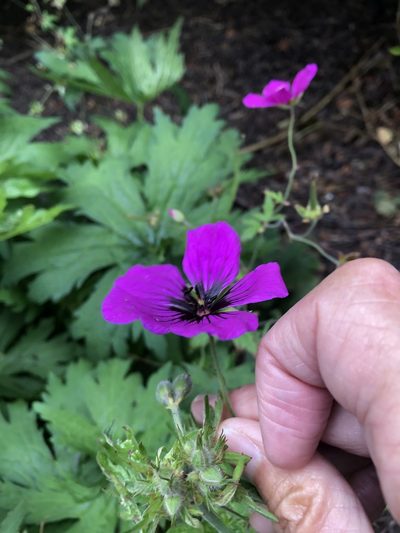 Geranium psilostemon, photographed by Anthony O'Leary