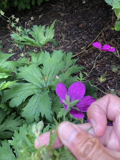 Geranium psilostemon, photographed by Anthony O'Leary