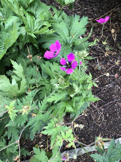 Geranium psilostemon, photographed by Anthony O'Leary