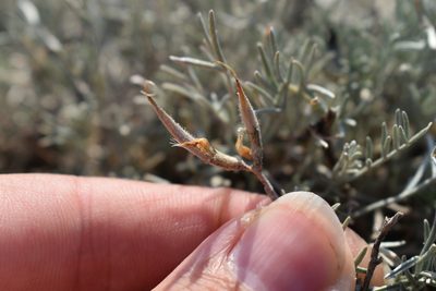 Astragalus subuliformis, photographed by Сергей Крыленко