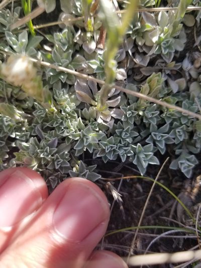 Antennaria microphylla, photographed by msieges