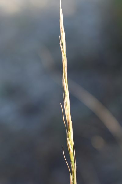 Achnatherum bromoides, photographed by Сергей Крыленко