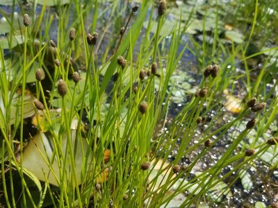 Eleocharis obtusa, photographed by Carter Dorscht