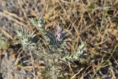 Carthamus glaucus, photographed by Сергей Крыленко