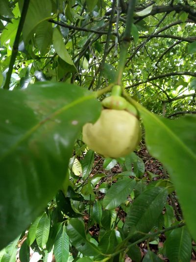 Garcinia mangostana, photographed by Leo Arias