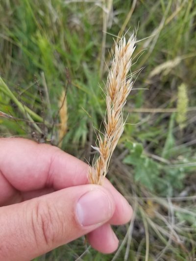 Helictochloa hookeri, photographed by msieges