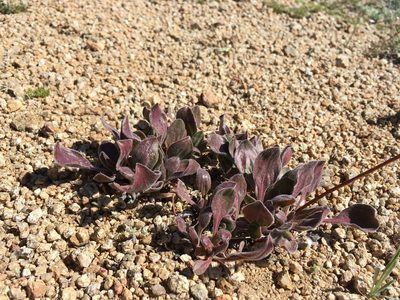 Eriogonum latens, photographed by Martin Purdy