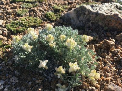 Lupinus breweri, photographed by Martin Purdy