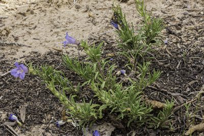 Penstemon crandallii, photographed by Craig Martin