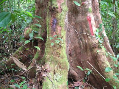 Humiriastrum diguense, photographed by Eduardo Chacón Madrigal