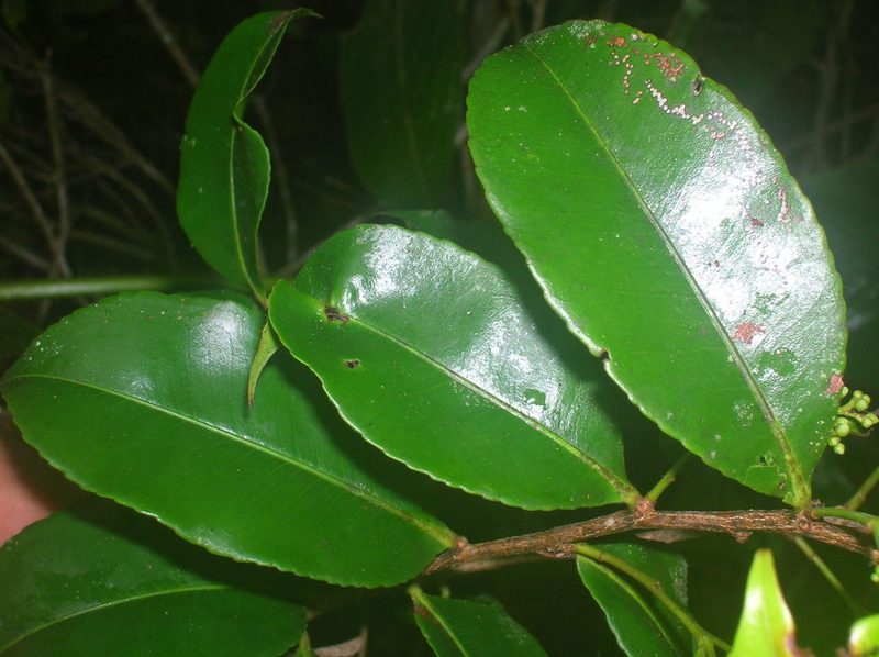 Humiriastrum diguense, photographed by Eduardo Chacón Madrigal