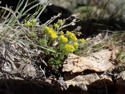 Draba densifolia, photographed by Martin Purdy