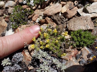 Draba densifolia, photographed by Martin Purdy