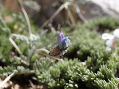 Oxytropis parryi, photographed by Martin Purdy