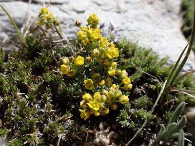 Draba oligosperma, photographed by Martin Purdy