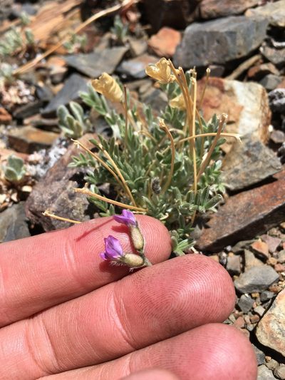 Oxytropis parryi, photographed by Martin Purdy