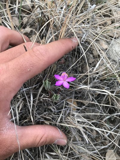 Phemeranthus brevicaulis, photographed by colinpena