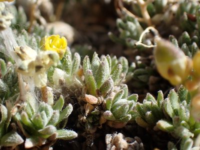 Draba oligosperma, photographed by Martin Purdy