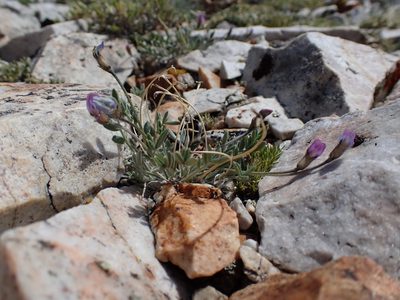 Oxytropis parryi, photographed by Martin Purdy