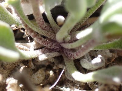 Physaria kingii, photographed by Martin Purdy