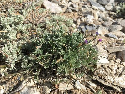 Oxytropis parryi, photographed by Martin Purdy
