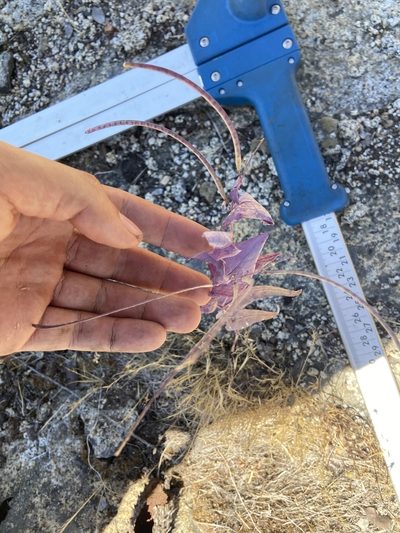 Streptanthus farnsworthianus, photographed by Brandon Wheeler