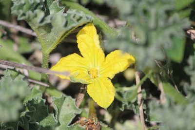 Apodanthera undulata, photographed by José Belem Hernández Díaz