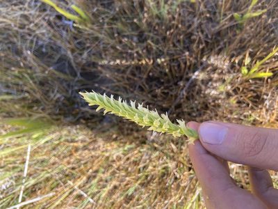 Spiranthes porrifolia, photographed by Brandon Wheeler