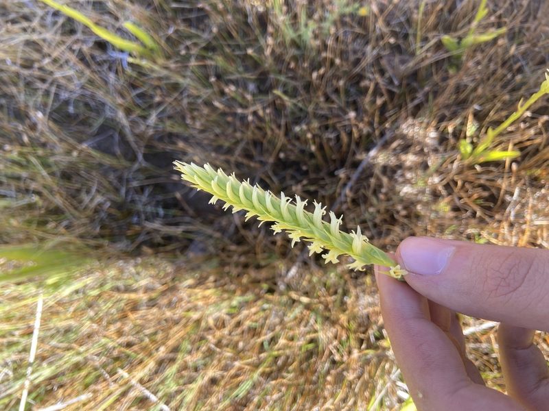 Spiranthes porrifolia, photographed by Brandon Wheeler