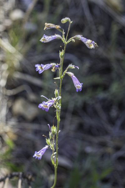 Penstemon griffinii, photographed by Craig Martin